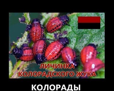 Колорады говорите?