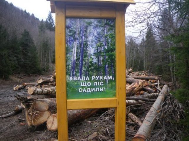 Украинская власть вырубает карпатские леса ФОТО