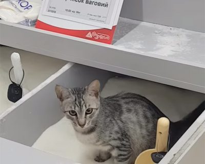 В Киеве продают сахар на кошачьей моче