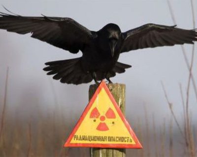 Украине грозит атомная катастрофа: Западные экологи беспокоятся
