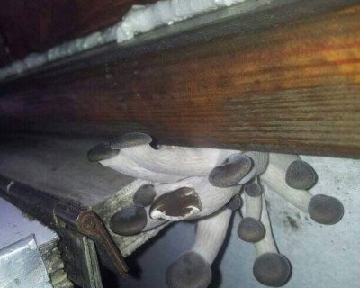 В поезде Запорожье — Бердянск выросли грибы