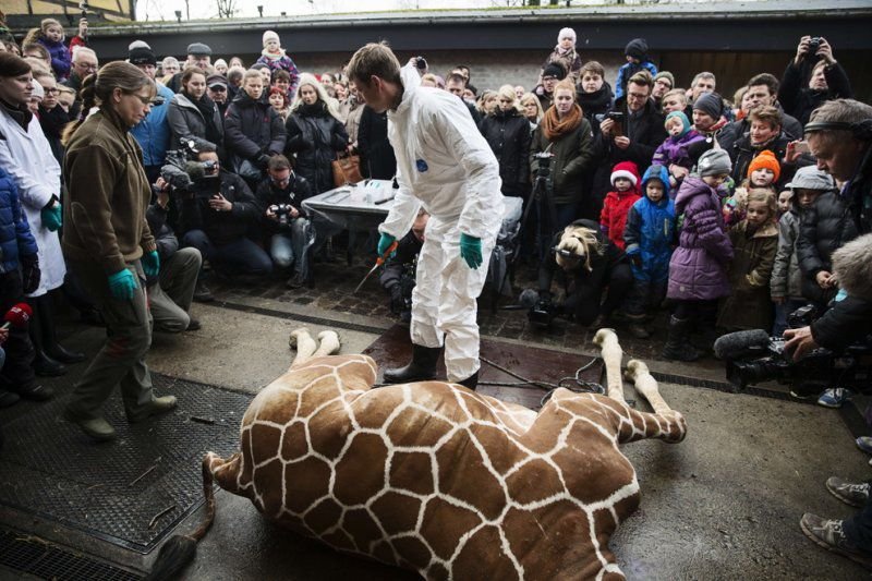 9 февраля 2014, зоосад Копенгагена. Молодые европейские «гуманисты» через минуточку узнают, «из чего состоит жираф»
