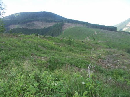 Украинская власть вырубает карпатские леса ФОТО