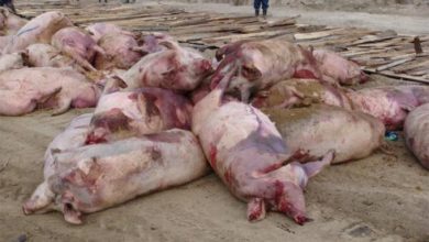 Photo of Американская свиная чума на Украине