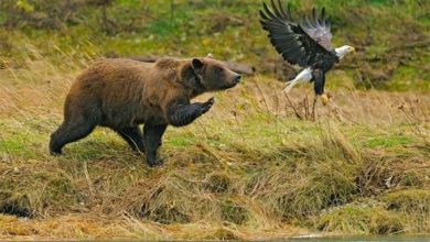 Photo of Медведь выходит на охоту