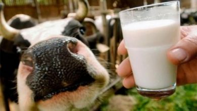 Photo of Украинцам запретят пить домашнее молоко и выращивать овощи, которые не вписываются в стандарты ЕС