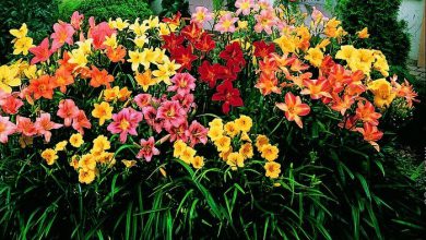 Photo of Изысканные лилейники – цветы радости и удачи в дизайне сада